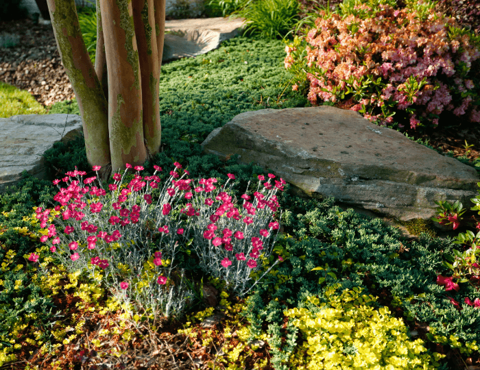 Aspire Software helps Georgia-based Plants Creative scale efficiently