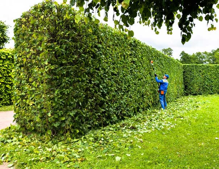 Bellantoni landscape employee trims hedge
